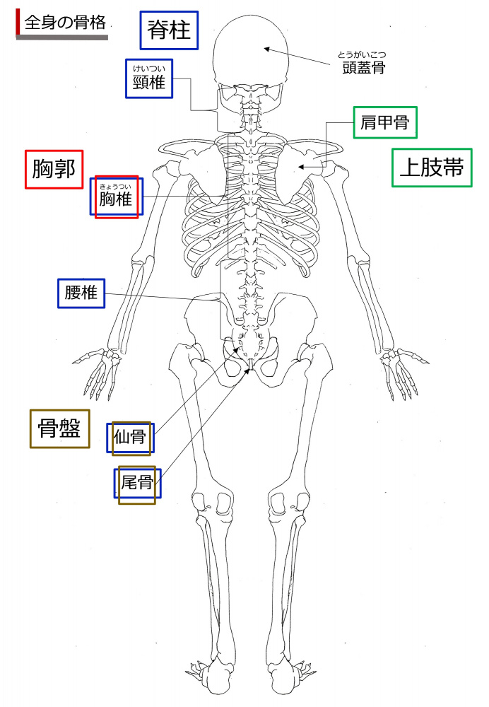 SkeletonRear-Jpn.jpg