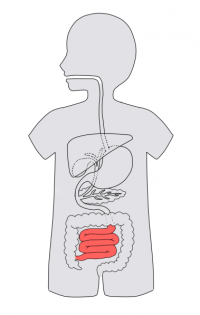./images/200px-Gi7-anatomy-quiz05.png