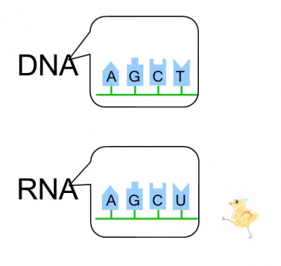 概論/遺伝/生化学と細胞内小器官/核酸(DNA, RNA)/核酸塩基/種類