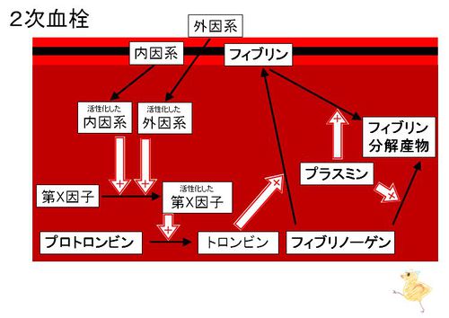 血液・骨髄・リンパ系/血小板・血液凝固系/イントロダクション/線維素溶解(線溶)系2