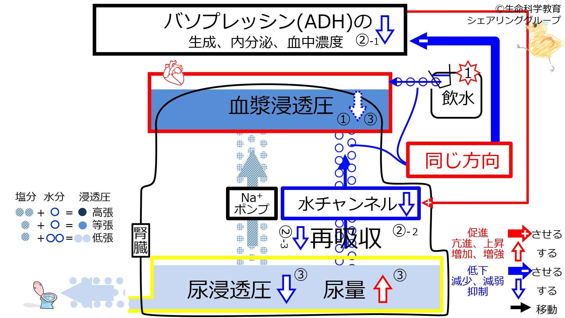 ファイル:6-ADHcontrol-water2.jpg