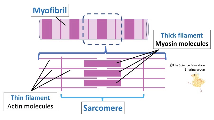 ファイル:Myofibril structure.jpg