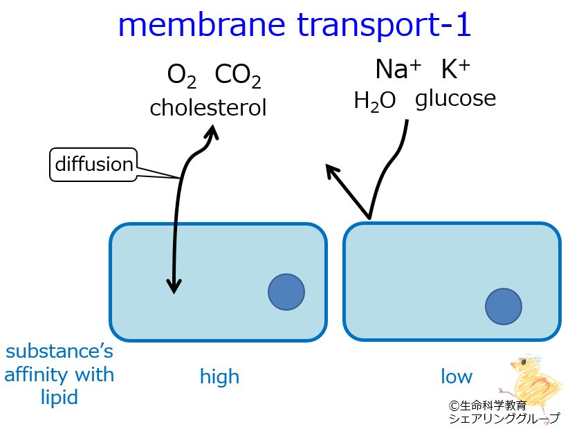 membrane_transport_1.4.jpg