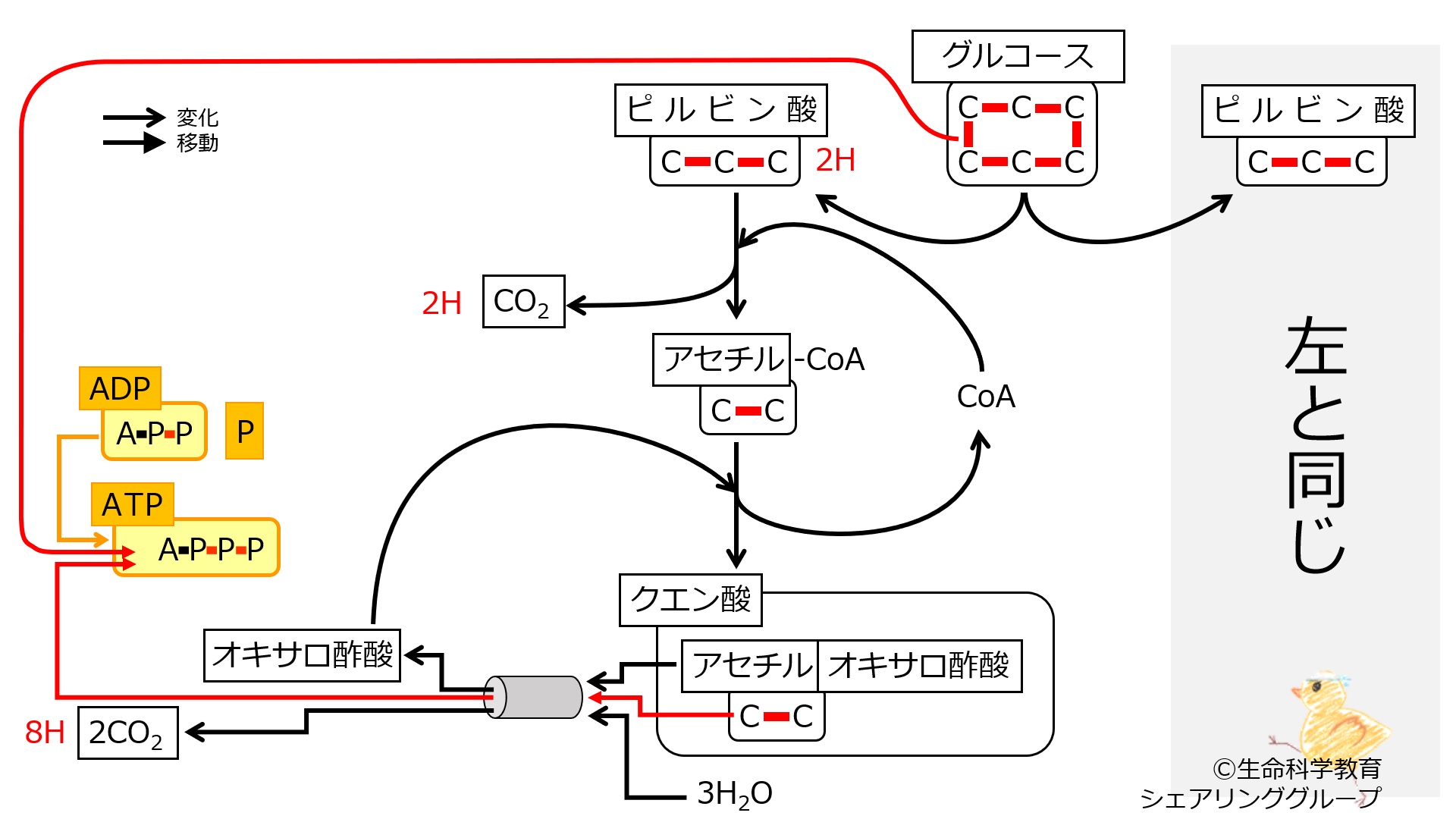 /wiki/images/3/30/EnergyMetabolismNumberOfC-SemiSummary-Jpn.jpg