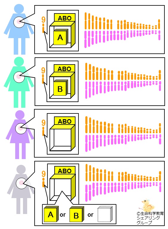 ファイル:ABO-対立遺伝子.jpg