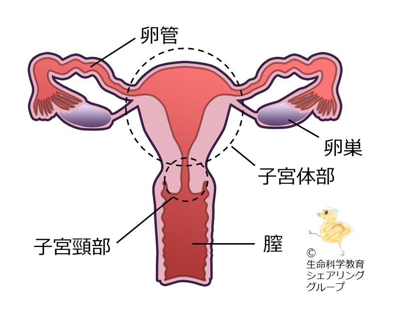 ファイル:女性生殖器構造.jpg