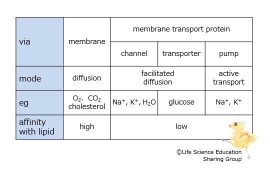 membrane_transport_table.jpg