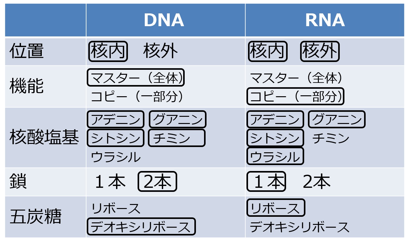 ファイル:DNARNAtable-2.jpg