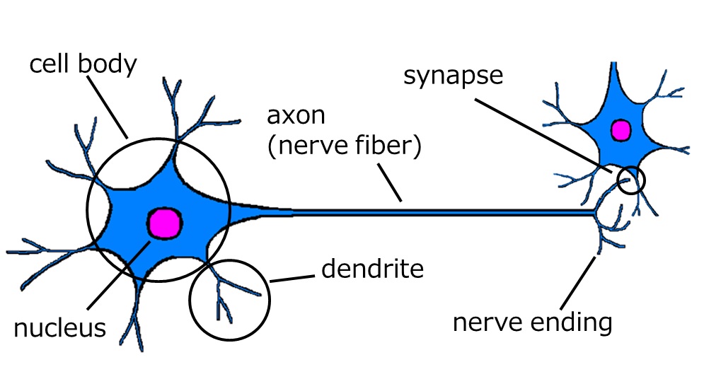 Neuron anat.jpg