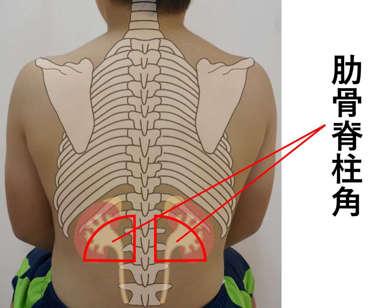 図-腹部-打診-肋骨脊柱角.jpg