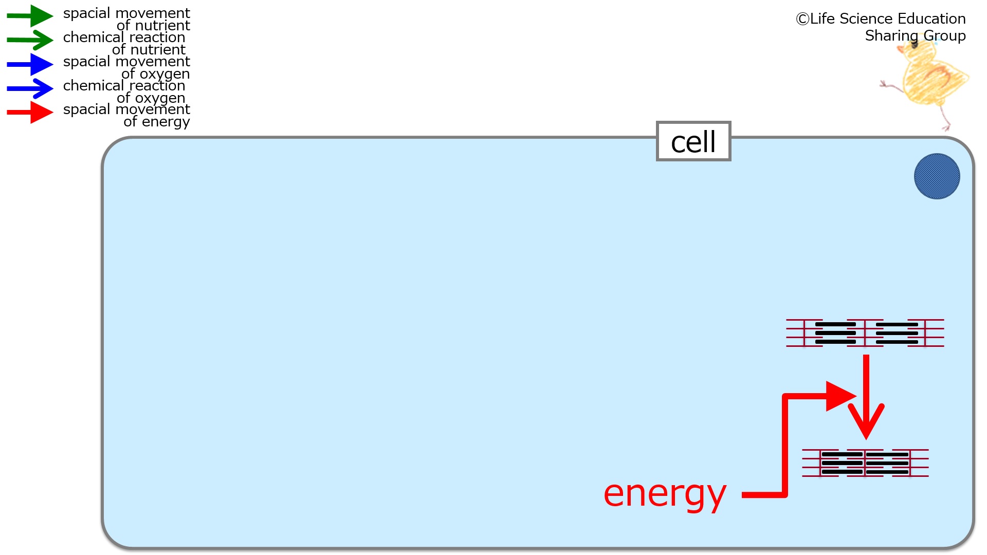 Cellactivityandenergy-Eng.jpg