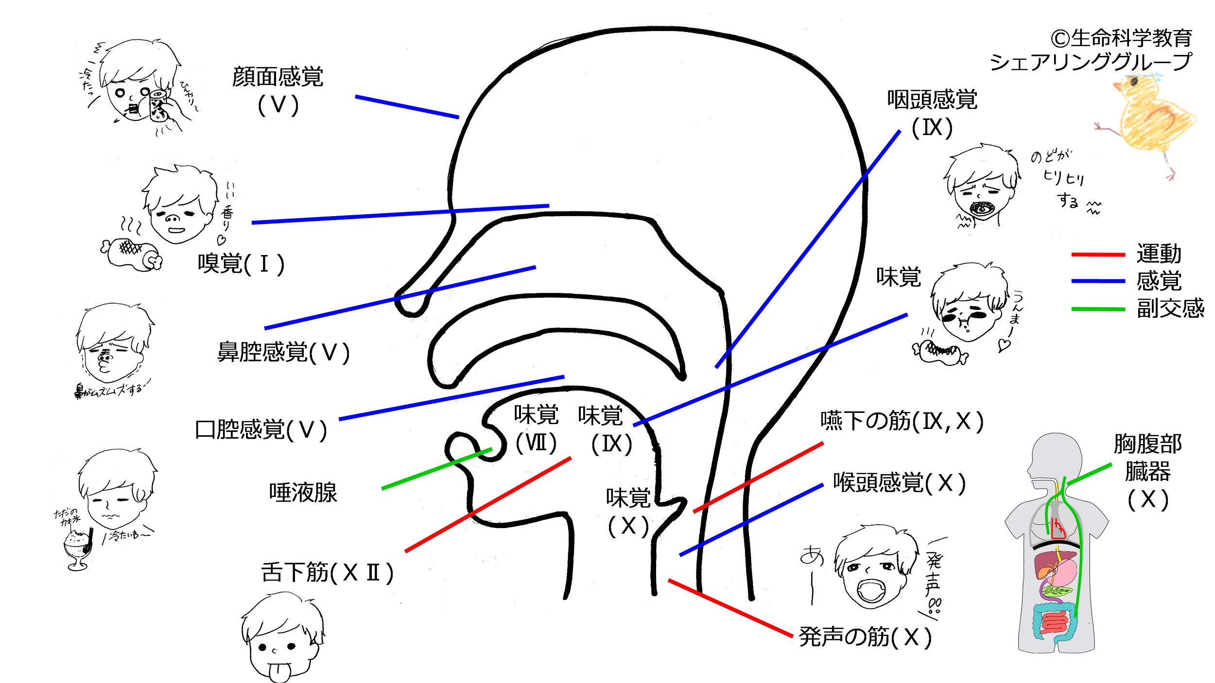 Cranial-summary-side.jpg