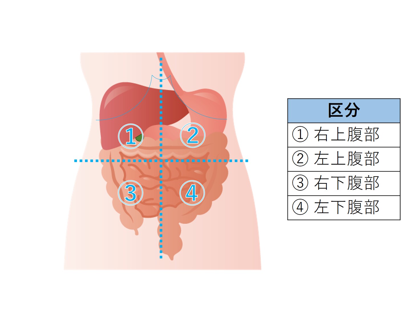 図-腹部-腹部の4区分法.jpg