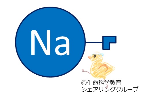 ファイル:連結器 ナトリウム.jpg