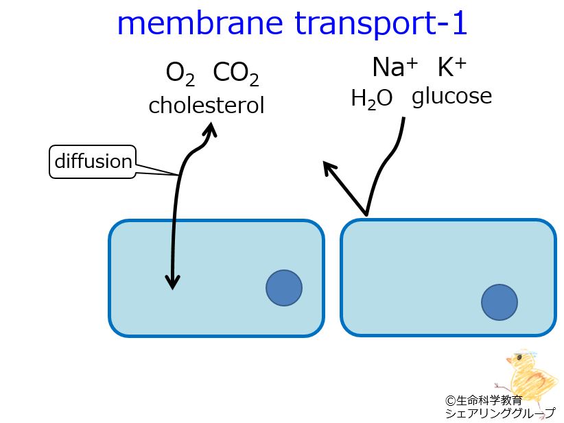 membrane_transport_1.3.jpg