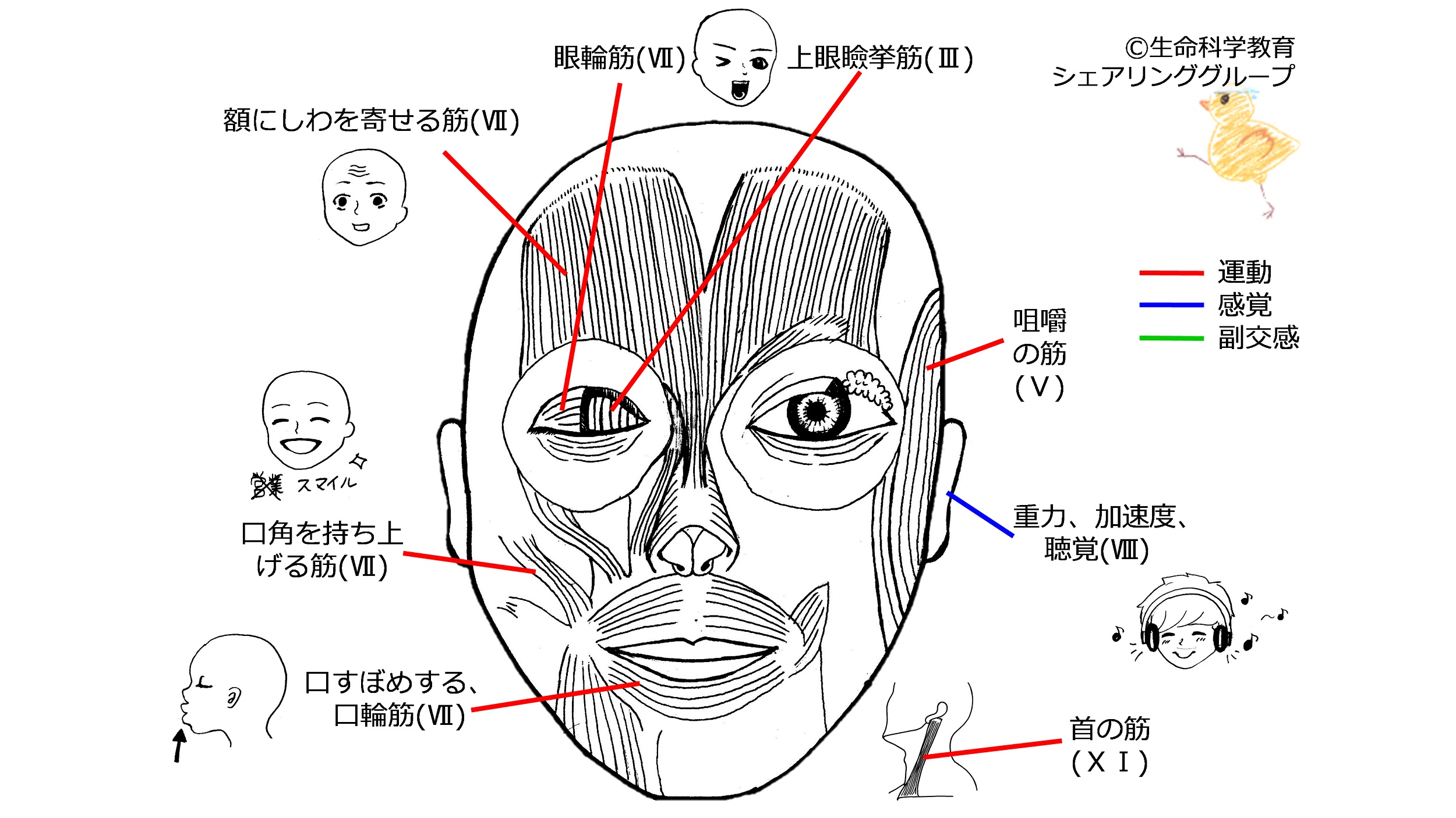 Cranial-summary-front.jpg
