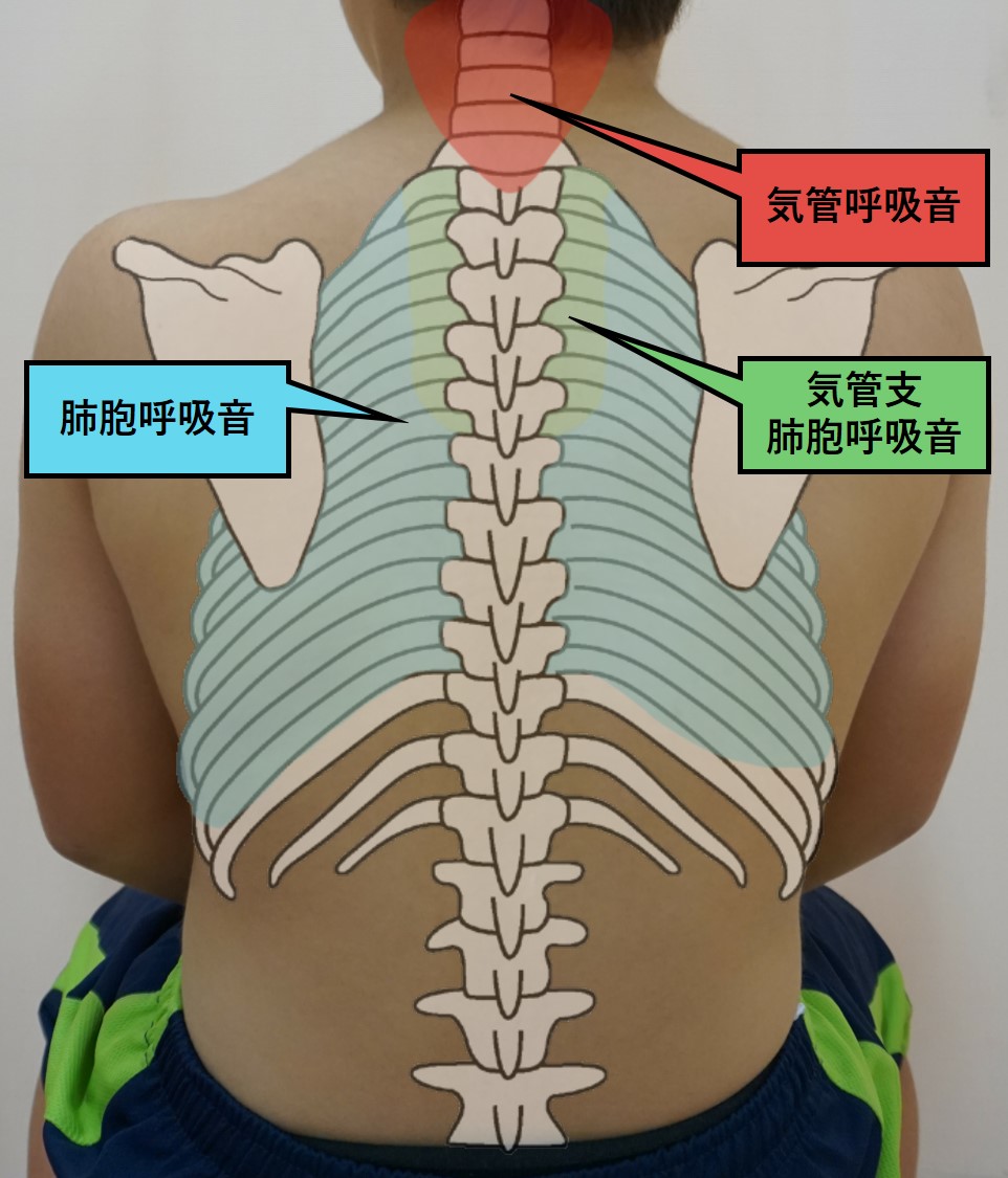 図-胸部呼吸器-聴診-呼吸音聴診部位背部.jpg