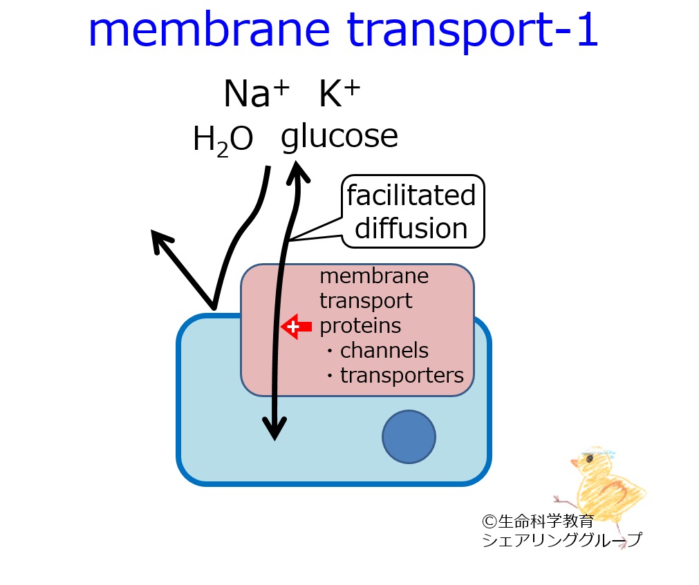 membrane_transport-1.jpg