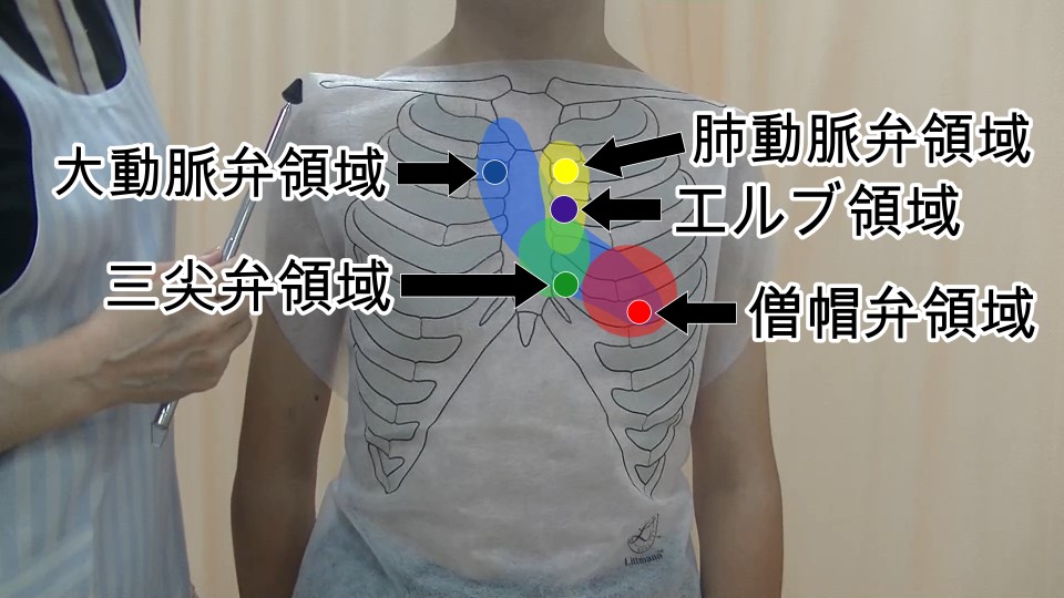 図-胸部循環器-聴診-心音聴診領域.jpg