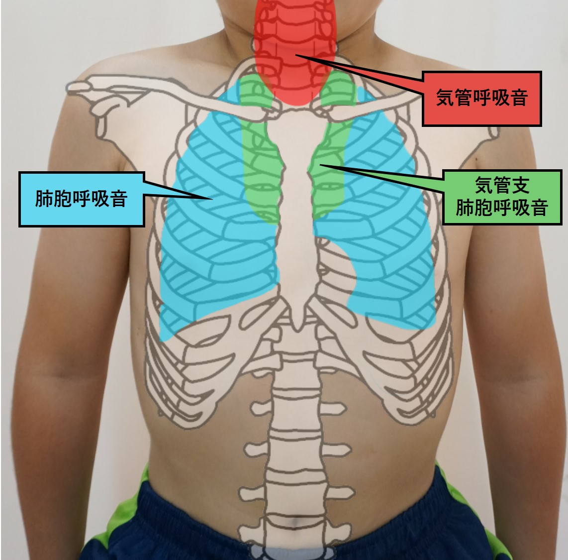 図-胸部呼吸器-聴診-呼吸音聴診部位前胸部.jpg