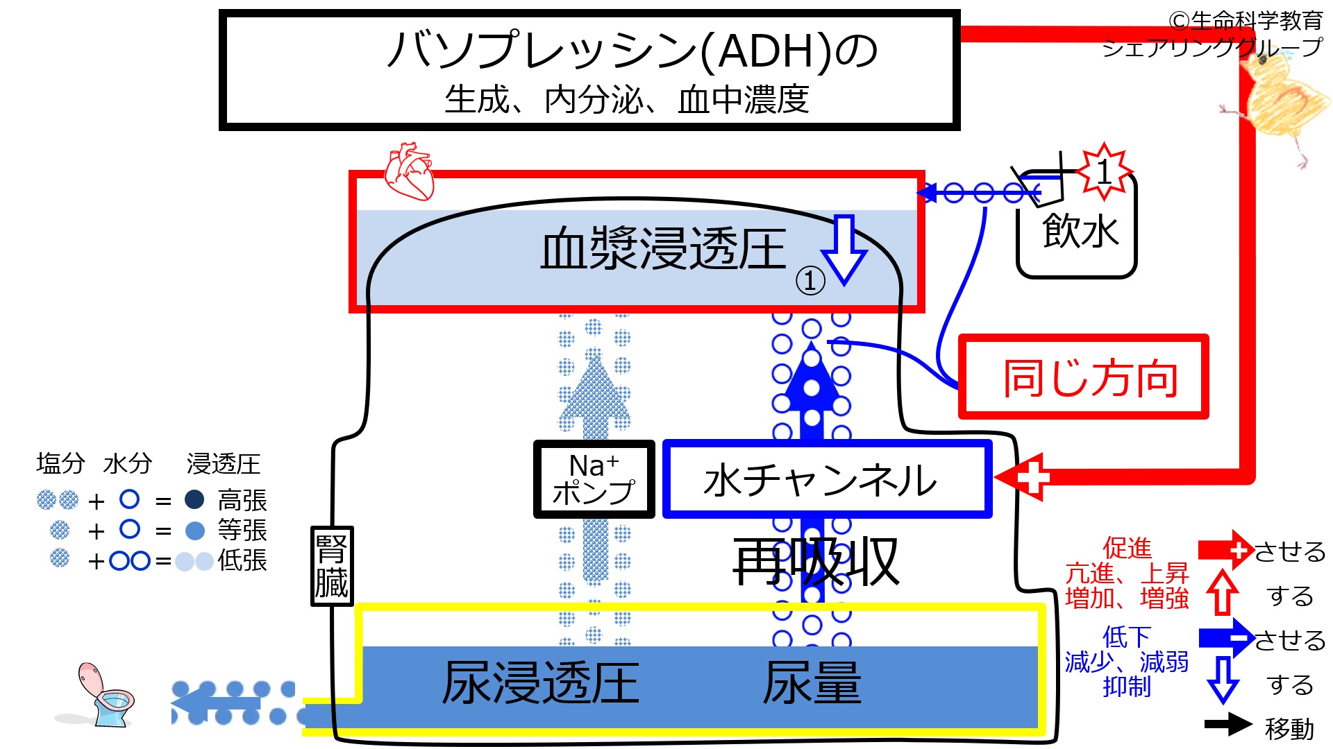 ファイル:6-ADHcontrol-water1.jpg