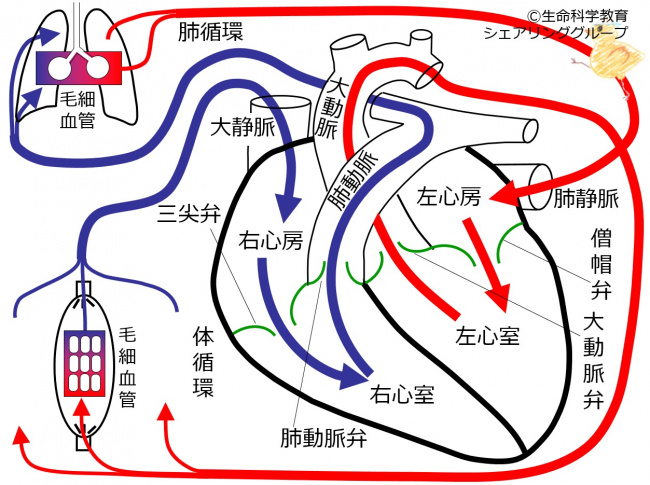 循環器系 心臓 弁 弁の名称 一歩一歩学ぶ生命科学