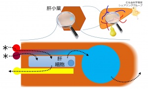 消化器系/肝臓/構造/肝小葉 一歩一歩学ぶ生命科学