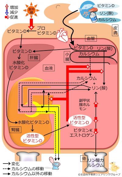 ./images/400px-CalciumAndPhosphateInNormalKidney.jpg