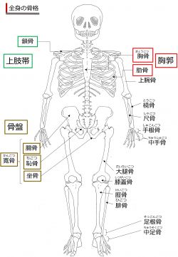 ./images/250px-SkeletonFront-Jpn.jpg