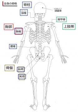 ./images/250px-SkeletonRear-Jpn.jpg