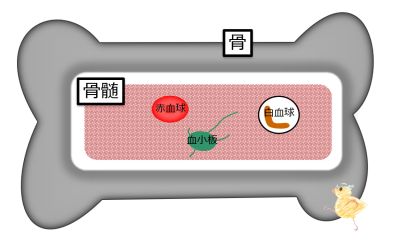 BoneMarrowBasicFunction-Jpn.jpg