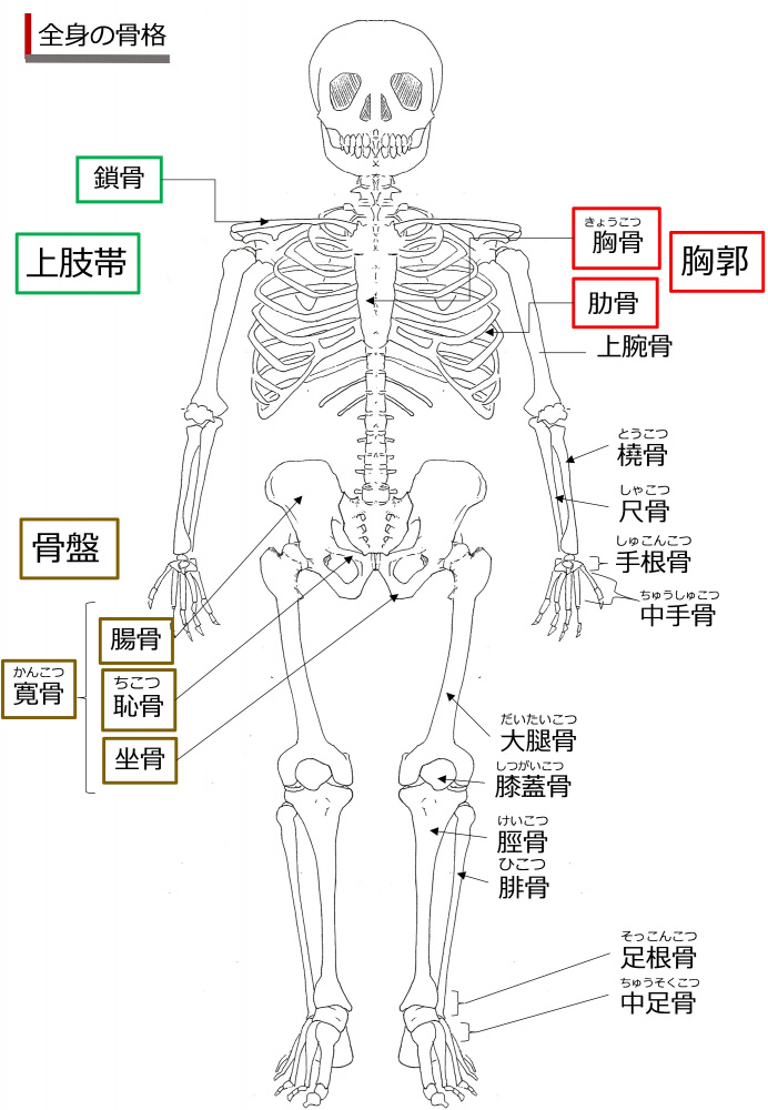 SkeletonFront-Jpn.jpg