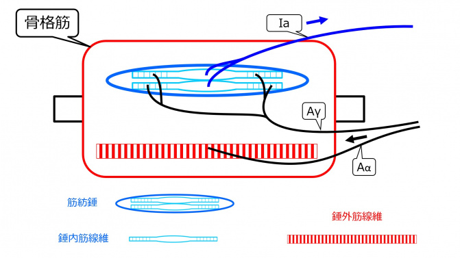 筋の科学事典 : 構造・機能・運動 Amazon.co.jp: 筋の科学事典 新装版: 構造・機能・運動 : 福永