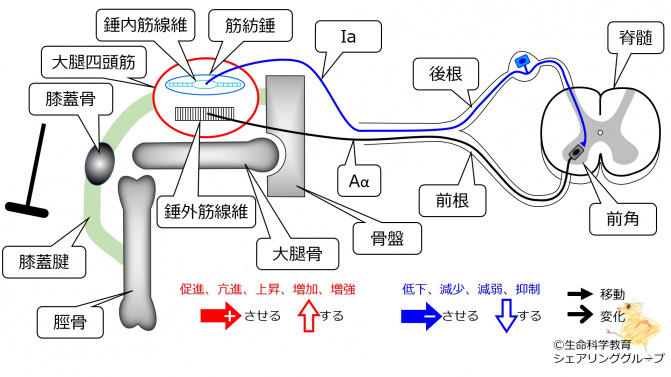 筋と神経（準6級）/運動系/筋肉/骨格筋/骨格筋と神経/受容器/筋