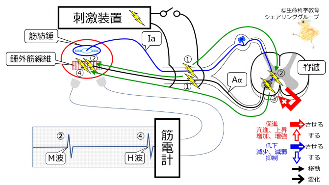 筋と神経／筋紡錘・腱紡錘（6級）/運動系/筋肉/骨格筋/骨格筋と