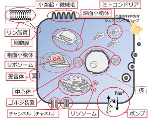 ./images/300px-CellOrganelleBasicSummary-Jpn.jpg