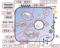 ./images/250px-CellOrganelleBasicSummary-Jpn.jpg