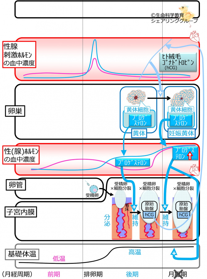 妊娠の成立.jpg