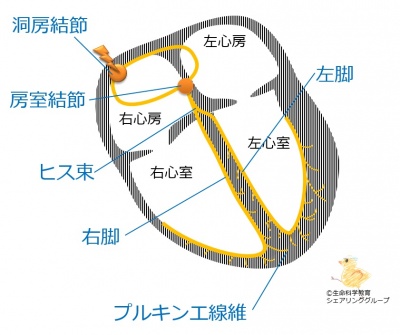 刺激伝導系の解剖.jpg