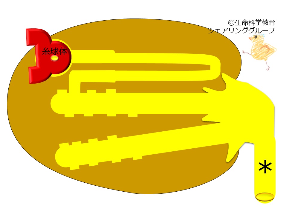 ./images/尿管_小テスト.jpg