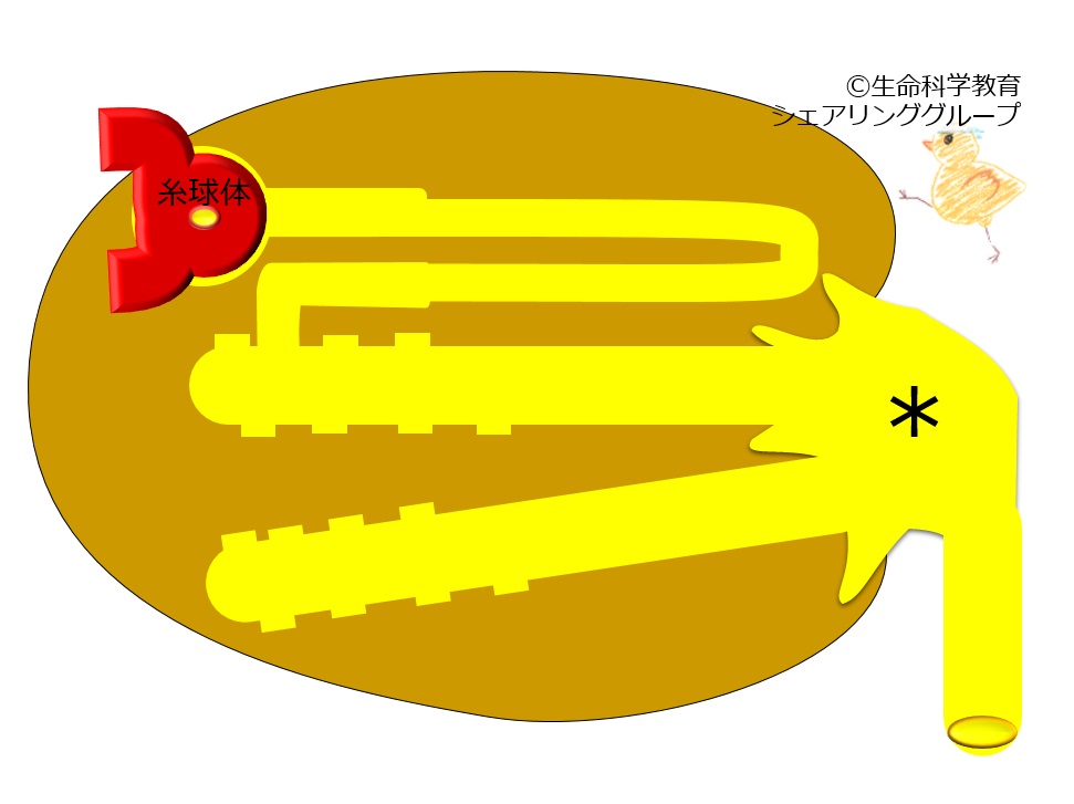 ./images/腎盂_小テスト.jpg
