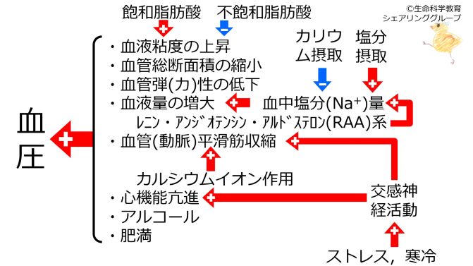 血圧を上げる因子.jpg