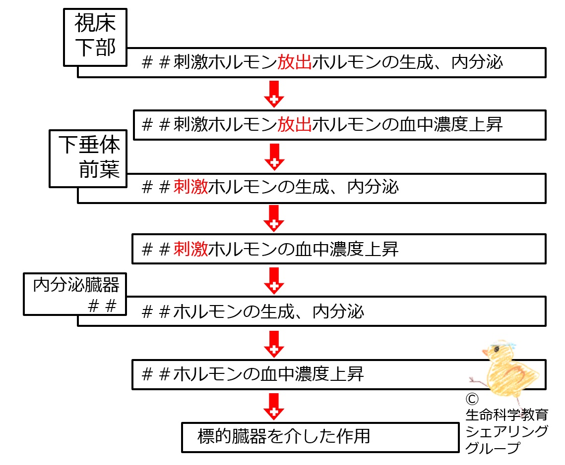 内分泌／甲状腺・副腎皮質・性腺の概論（６級）/内分泌系/総論/甲状腺、副腎皮質、性腺における三層構造/下垂体前葉系、その1/ステップ4 |  一歩一歩学ぶ生命科学