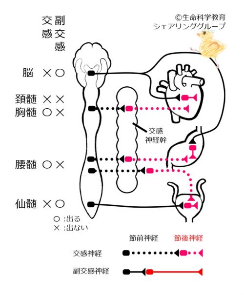 最新自律神経学 自律神経（6級）/神経系/総論/自律神経系/自律神経が中枢神経を