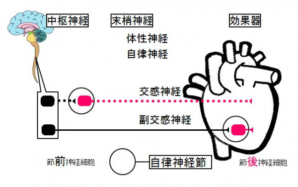 自律神経（6級）/神経系/総論/自律神経系/自律神経節の位置 | 生命