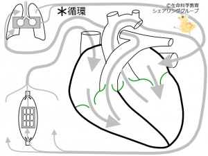 ./images/300px-肺循環.jpg