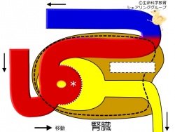 ./images/250px-腎臓構造_クイズ3.jpg