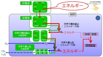麴菌をモデルとして糸状菌のタンパク質分泌生産におけ