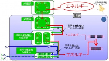 体温調節制御メカニズムの全貌解明につながるマスター神経細胞を