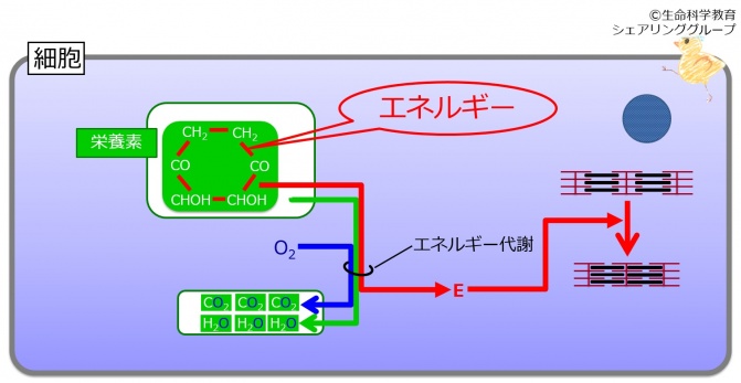 HTMLoutput/Level7-201710/エネルギー代謝（7級）/概論